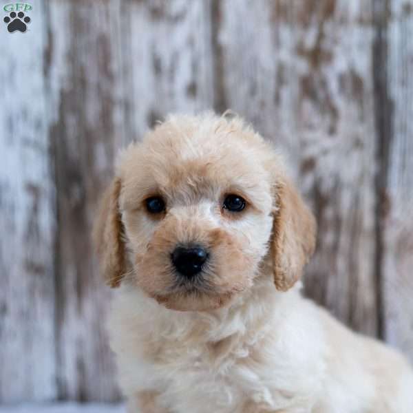 Hope, Mini Labradoodle Puppy